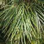 Acacia cognata Fuelha