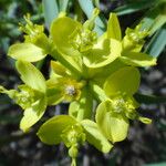 Euphorbia regis-jubae Fruct