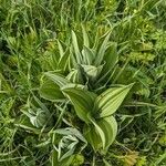 Veratrum albumHostoa