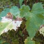 Campanula trachelium Leaf