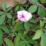 Ipomoea cairica പുഷ്പം