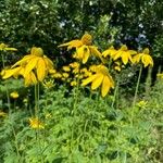 Rudbeckia laciniata Цвят