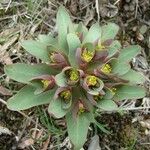 Euphorbia rapulum Листок