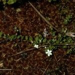 Myrteola nummularia Hábito