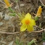 Mentzelia crocea Flors