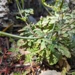 Valeriana calcitrapae Leaf