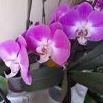 Phalaenopsis amabilisFlower