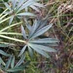 Helleborus foetidus Leaf