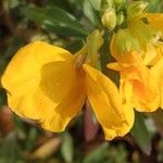 Erysimum × cheiri Floare