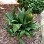 Aspidistra lurida List