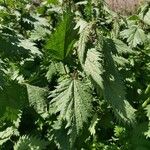 Urtica pilulifera Blatt