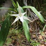 Angraecum sesquipedale Flower