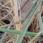 Aristida adscensionis Leaf