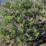Echium decaisnei Habit