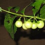 Solanum leucocarpon 果