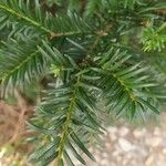 Taxus baccataFolha