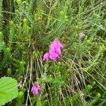 Erica ciliaris Fiore