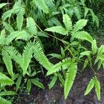 Gleichenella pectinata Leaf