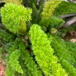 Asparagus densiflorus पत्ता