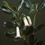 Rhododendron wrightianum