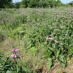 Phlomis herba-venti Habit