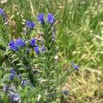 Echium vulgare Flower