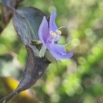 Tinantia pringlei Flower