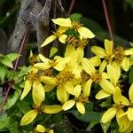 Bidens reptans Λουλούδι