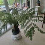 Dicksonia antarctica 葉