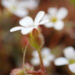 Saxifraga tridactylites Flower