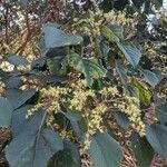 Heliocarpus americanus Flower