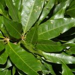 Quercus salicifolia Levél