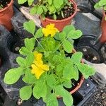 Oxalis frutescens Лист