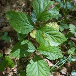 Rubus saxatilis 叶