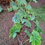 Begonia × ricinifolia