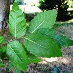 Zelkova carpinifolia برگ