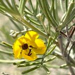 Senna artemisioides Blüte