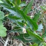 Hieracium sabaudum Leaf