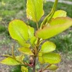 Pyrus calleryanaFuelha