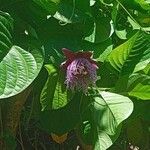 Passiflora quadrangularis Blatt