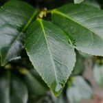 Camellia sasanqua Lehti