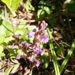 Orobanche nanaപുഷ്പം