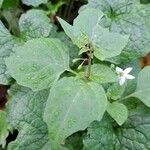 Solanum carolinense Folha