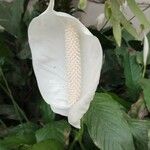 Spathiphyllum wallisii 花