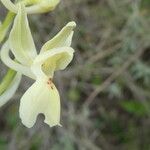 Orchis provincialis Bloem