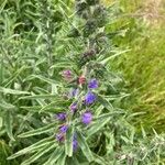 Echium vulgareLeaf