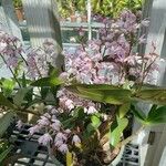 Dendrobium kingianum Hábito