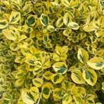 Euonymus fortunei ഇല