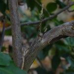 Rhododendron augustinii Bark