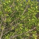 Lumnitzera racemosa Folha